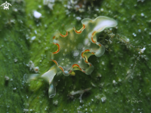 A Elysia crispata | Lettuce Sea Slug