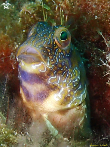 A Goby. Vanneaugobius canariensis | Gobio