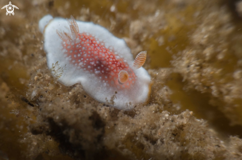 A Goniobranchus sp.