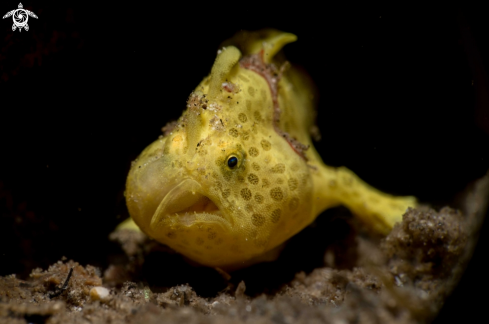 A Antennarius pictus | Painted frogfish