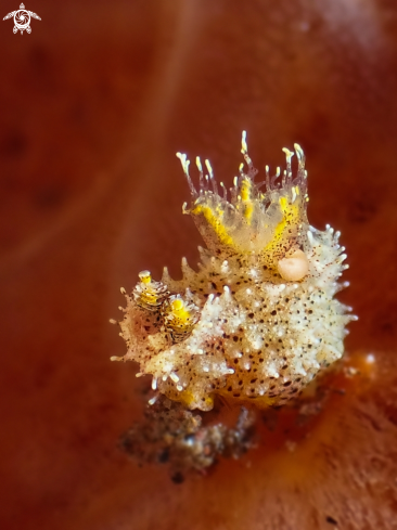 A Nudibranch