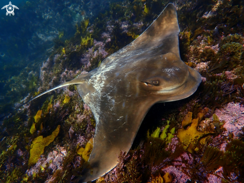 A Southern eagle ray