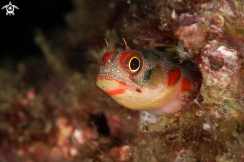 A Acanthemblemaria macrospilus | Tube blenny