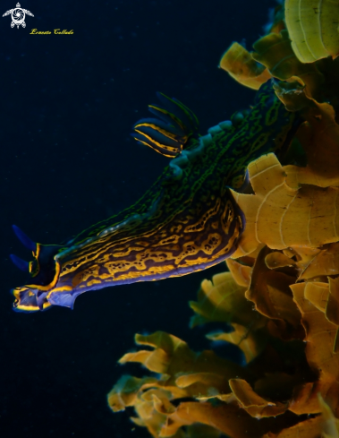 A Hypselodoris picta webbi