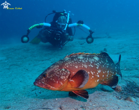 A Epinephelus marginatus | Mero (el de delante jjj)