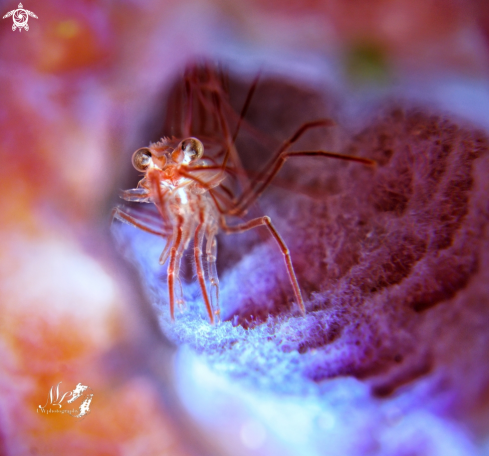 A Peppermint shrimp 