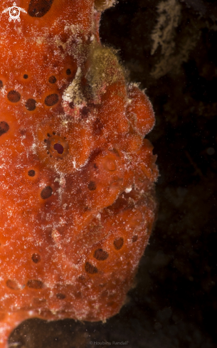 A wartyfrogfish