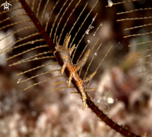 A underwater creature