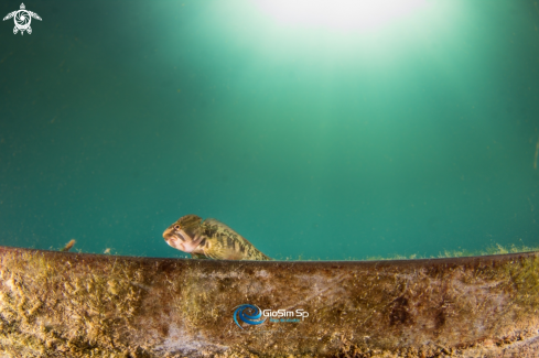 blenny fish freshwater