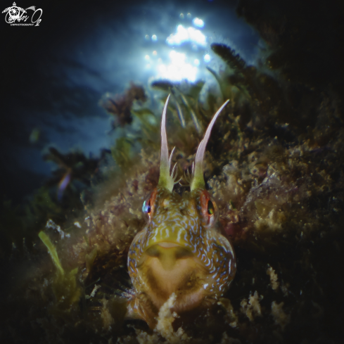 A Parablennius Incognitus | Blenny