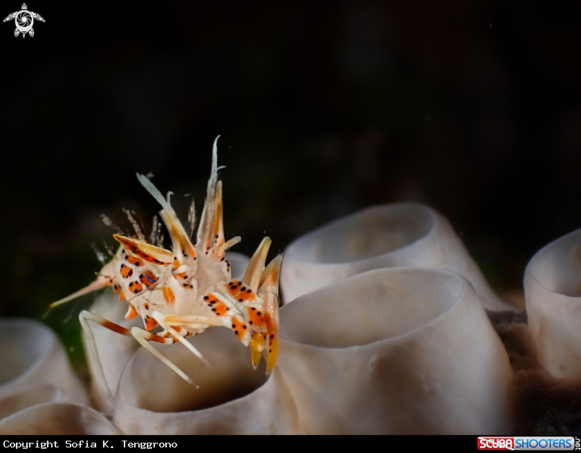 A Spiny tiger shrimp