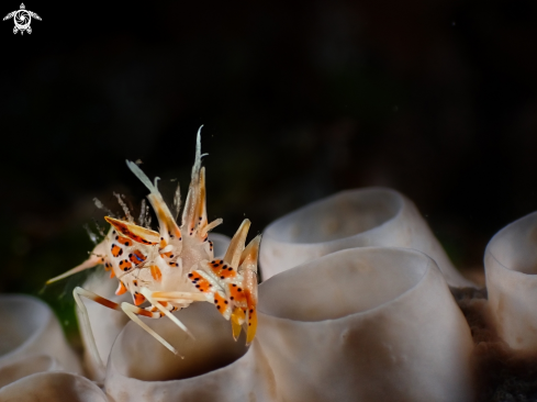 A Phyllognathia ceratophthalma | Spiny tiger shrimp