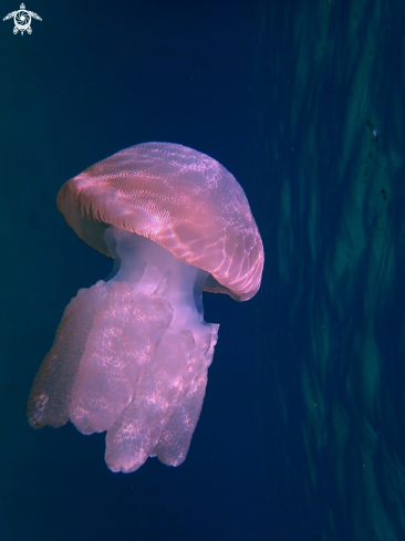 A Jelly blubber