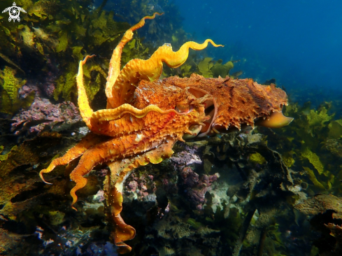 A Sepia apama | Australian giant cuttlefish