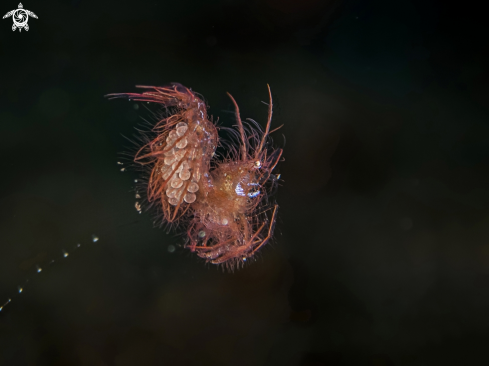 A Phycocaris simulans | Hairy Shrimp