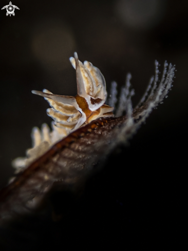 A Nudibranch