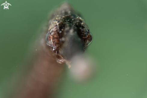 A Common pipefish