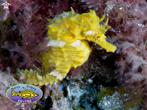 A Shortsnout Seahorse - 