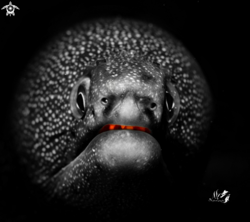 Goldentail moray eel 