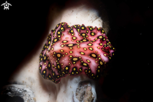 A Marine flatworm