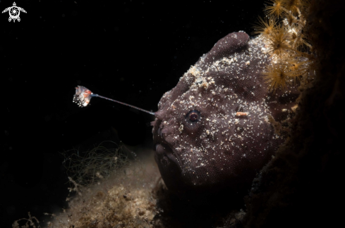 A Antennarius pictus | Painted frogfish