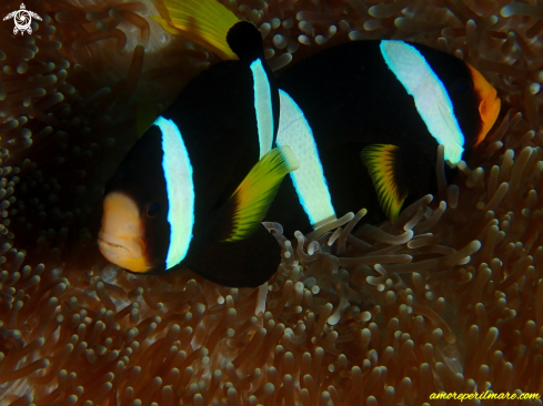 A Amphiprion clarkii