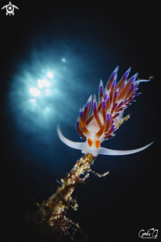 A Nudibranch