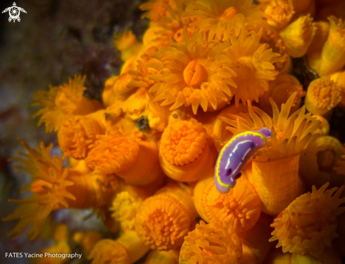 A Felimida (Chromodoris) krohni  | Le doris de Krohn