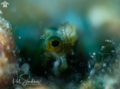 blenny