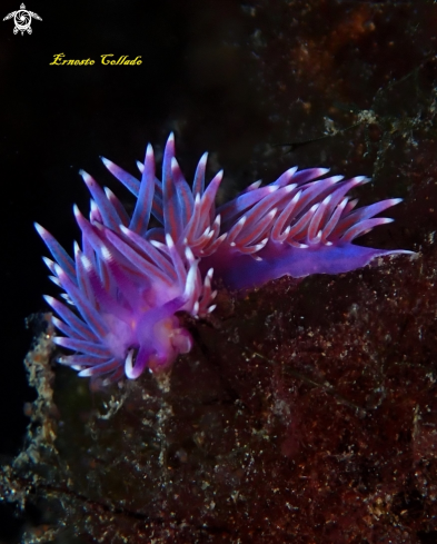 A Flabellina