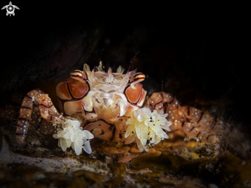 A Lybia tessellata | Boxer crab