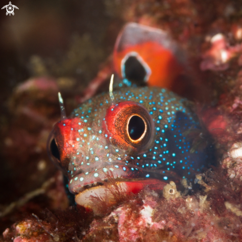 A Acanthemblemaria macrospilus | Tube blenny