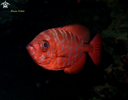 A Heteropriacanthus cruentatus | Catalufa