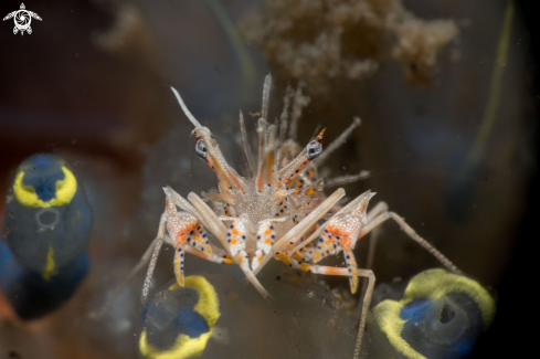 A Phyllognathia ceratophthalma | Tiger shrimp