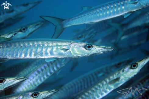 A Sphyraena obtusata | Striped Barracuda