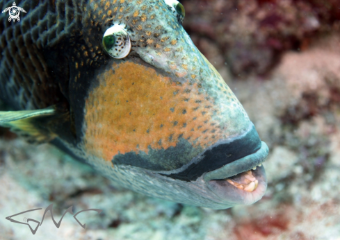 A Titan triggerfish