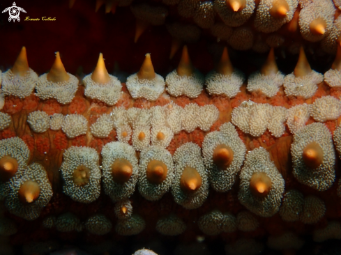 A Marthasterias glacialis | Estrella