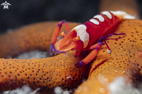 A Periclimenes imperator | Emperor Shrimp