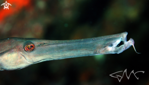 A Aulostomus chinensis | Pacific Trumpetmouth