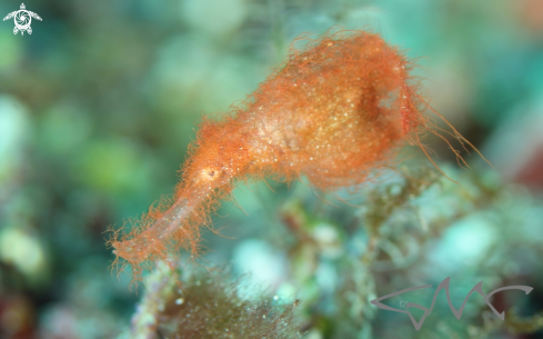 A Solenostomus cyanopterus | Robust Ghost Pipefish