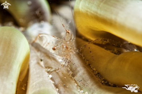 A Periclimenes scriptus in Condylactis aurantiaca | Periclimenes