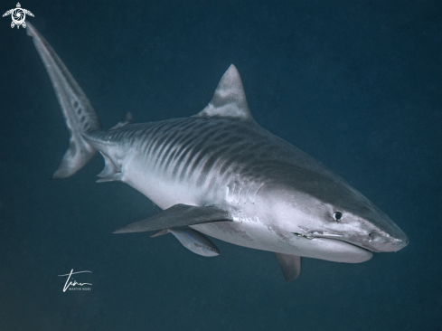 A Galeocerdo cuvier | Tiger Shark