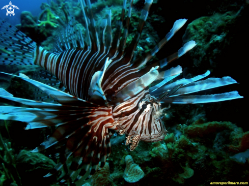 A  Pterois volitans | Pesce Leone