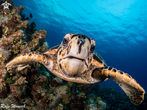 Hawksbill Turtle