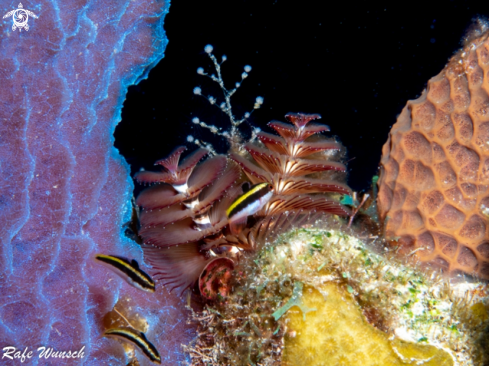 A Christmas tree worm and sponge