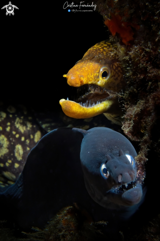 A Enchelycore anatina (A) - Muraena augusti (B) | Fangtooth moray (A)  - Black Moray (B)