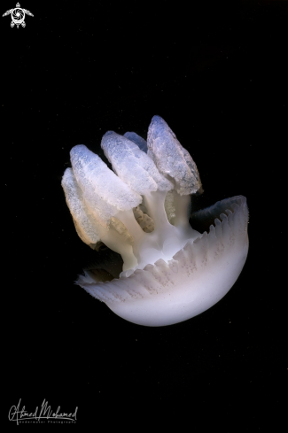 A Jellyfish