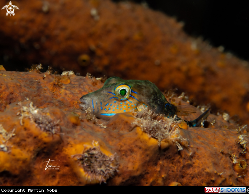 A Sharpnose Pufferfish