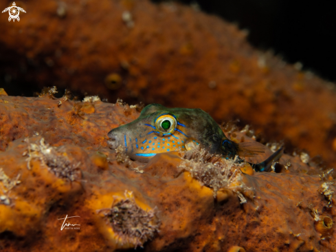 A Sharpnose Pufferfish