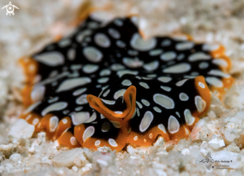 A Flatworm